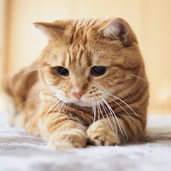 林金樹（樹精靈）