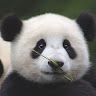 refuse2932503's Avatar