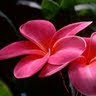 Nitin Dighore