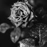 author-avatar