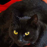 用户: Jeanette Berlin