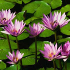 Utente: HASAN FEHMİ DOĞAN