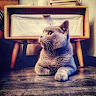 Yue Zhu's profile picture