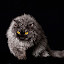 tzari selkirk rex