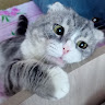 lililili