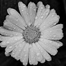 עדה אבו's photo