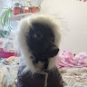 Даша