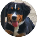 Cindy Strouse profile picture