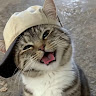 Gato favorito Gamer oficial