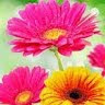 Created by