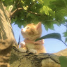 Aniee cute