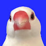 ykamenashi