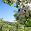 Stephen Bleiler (Cardigan Mtn Orchard) (Owner)