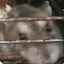 hamster Gerda de bruin