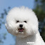 Bichon klub (Owner)