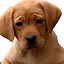 Pridezion Labradors (Owner)