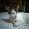 Ainul Yaqin
