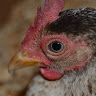 View ChickenLoverguy's Profile