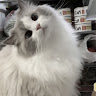 رقيه رقيه