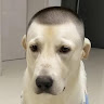 阿魯 0