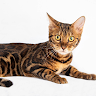 Diamond Cat