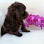 Nancy Honea (Austin Havanese Puppies)