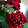 User ID : 40557
