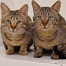 אלה קריגר's photo