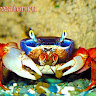 Crabes Crabes