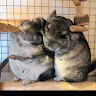user_m4fjj01jre9luvsn member profile picture