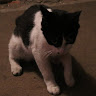 laohuang2004's Avatar