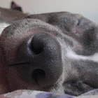 Bruger: tania Uzumaki