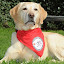 DRK Therapiehunde Saarland (Owner)