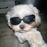 Dhiraj B's profile photo