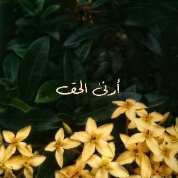 Arini El Haq profile icon