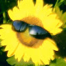 user_4zo6gipv6qanenow member profile picture