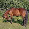 Auro