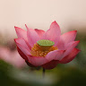 Hùng Hồ