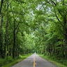Mahir Dasare