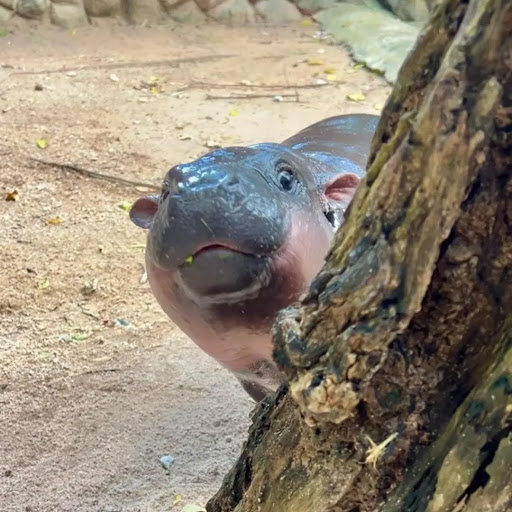 Rómulo 