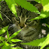 Omar author photo 
