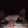 noobcat