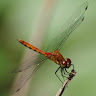 An Insect