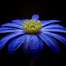 Writer: meadow star