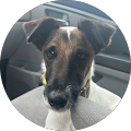 Alpine Canine LLC. - Leeds, Alabama