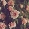 Aminath Ahmed