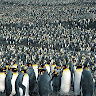 99penguins