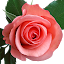 Shraddha's Email Id For Correspondence