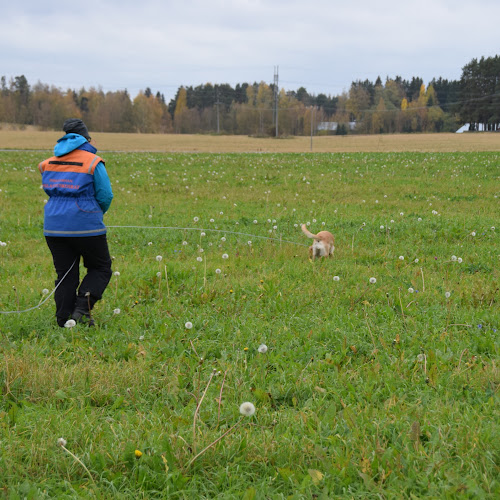 Taru Sinervä