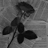 user_cwnymqekk1sa2e8x14584 member profile picture